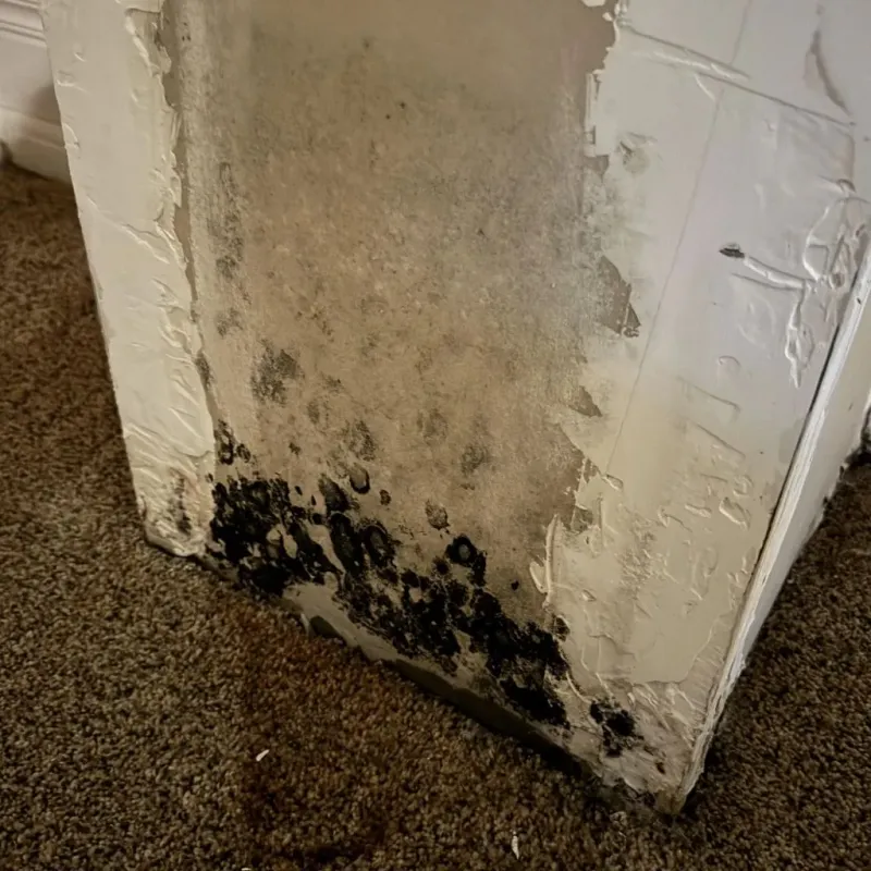 Professional Mold Removal in Crawford County, OH